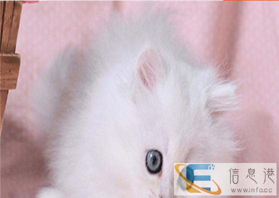 萌主驾到CFA证书金吉拉出售 不可错过 错过后悔不及