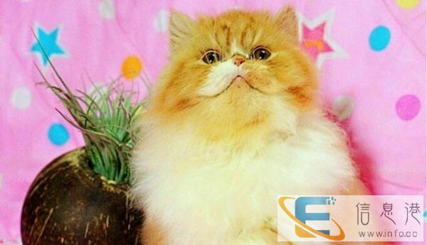 超萌,可爱,粘人加菲宝宝