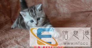 猫舍繁殖精品英短蓝猫、疫苗驱虫有做