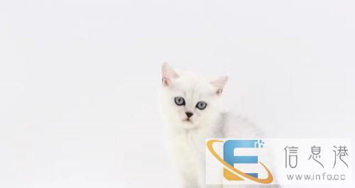 家养美国短毛猫折耳猫/立耳猫/起司猫/健康活波可爱