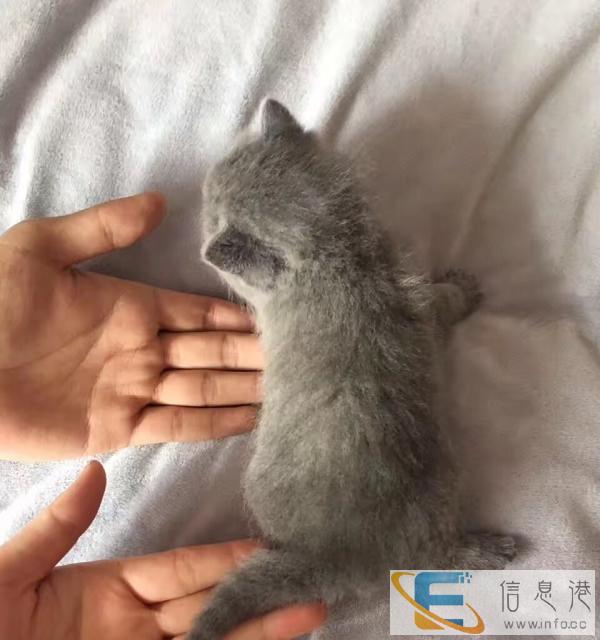 俩月蓝猫看上私聊