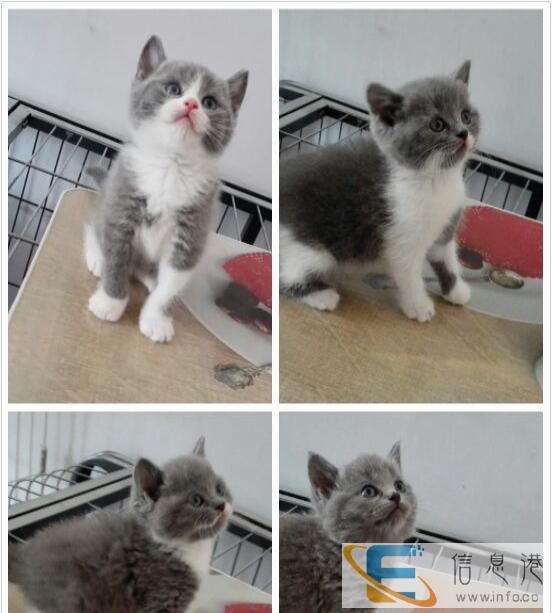 自己家繁育英国短毛猫