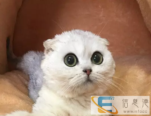 火爆出售英短渐层蓝猫蓝白短毛猫健康包售后上门挑选