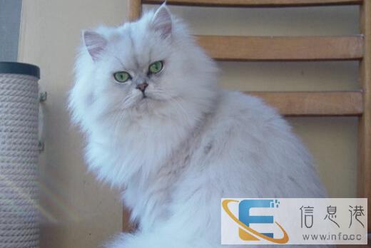 出售纯种健康金吉拉猫血统优秀名猫之后,健康活波