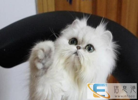 金吉拉猫 纯种血统 品相极好大眼睛,保健康