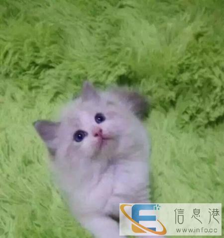 出售品相漂亮性格非常黏人高贵漂亮布偶猫