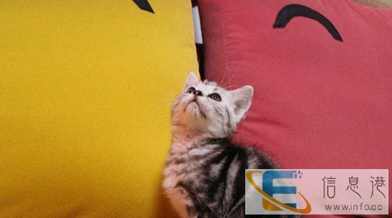 美国短毛猫 美短银虎斑 起司猫 活体宠物猫 可空运