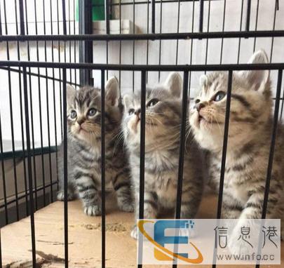 个人繁殖,美国短毛猫 幼猫 标准纹美 短加白