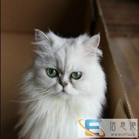 出售品相漂亮性格非常黏人高贵漂亮金吉拉猫