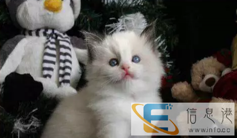 纯种健康蓝眼睛布偶猫 蓝双海豹色均有