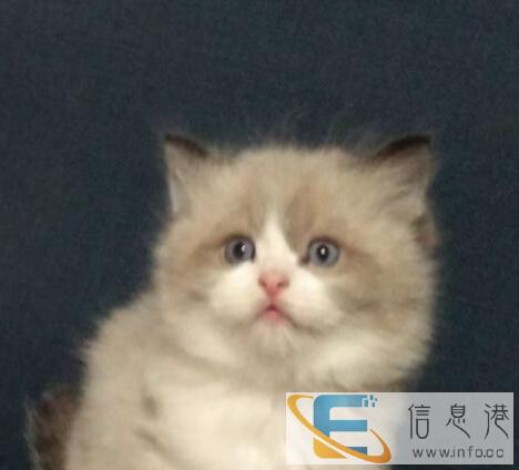 出售纯种健康布偶猫血统优秀名猫之后,健康活波