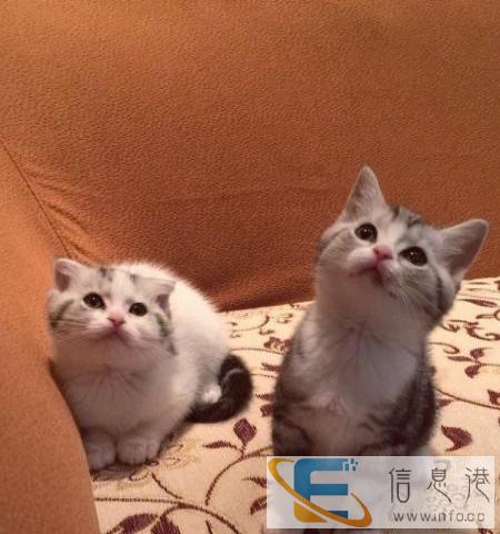 虎斑猫 低价销售疫苗做好包飞可预定可签协议合同