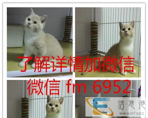 英短蓝猫 纯种 英短蓝白幼猫 英短蓝白活体宠物猫英短银渐层