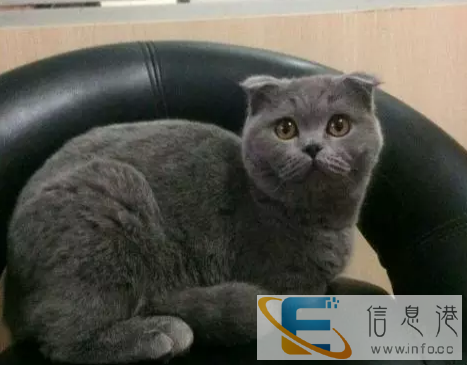 宠物小猫咪英短蓝猫小猫家猫活体纯种 宠物猫