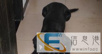 拉布拉多借配,成功赠送一个