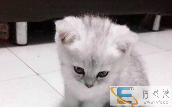 萬福猫舍宠物批发零售英短、美短、金吉拉、加菲、暹罗 布偶