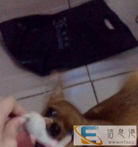 求扩散,寻狗启事