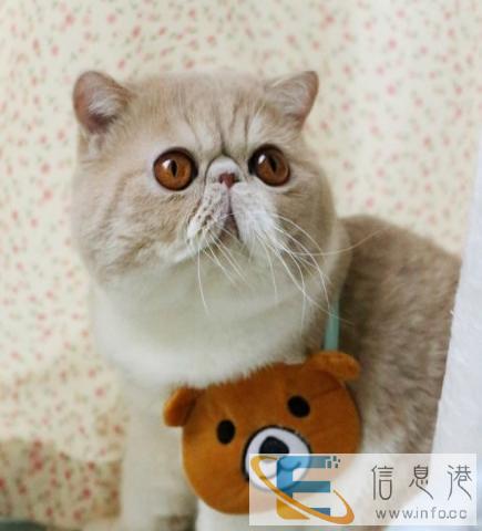 隆重推荐超萌可爱精品异国短毛猫加菲猫