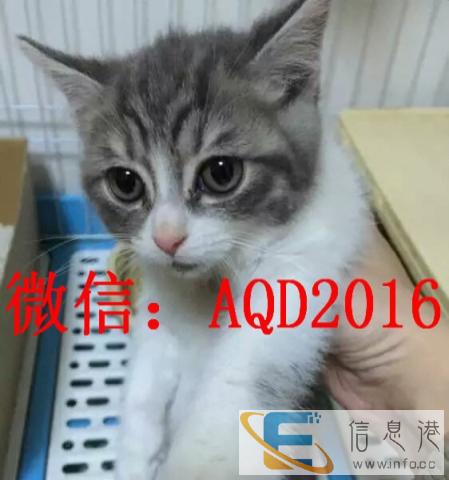 猫舍出售美国短毛猫 美短加白 纯种家养 多只待售 可上门挑选