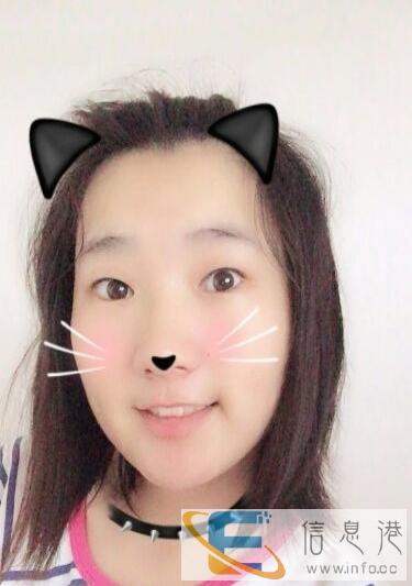 领养或低价收一只小型犬