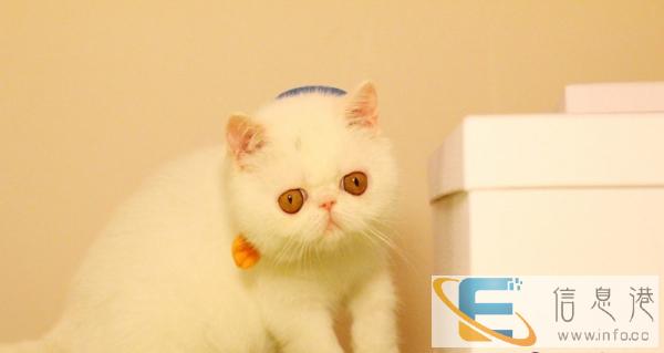 转让家养异国短毛猫加菲猫DDMM超萌