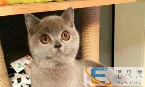 自家繁殖/蓝猫宝宝蓝白宝宝/健康可爱./粘人性格好