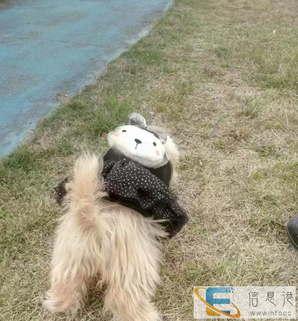 求一只西施串串