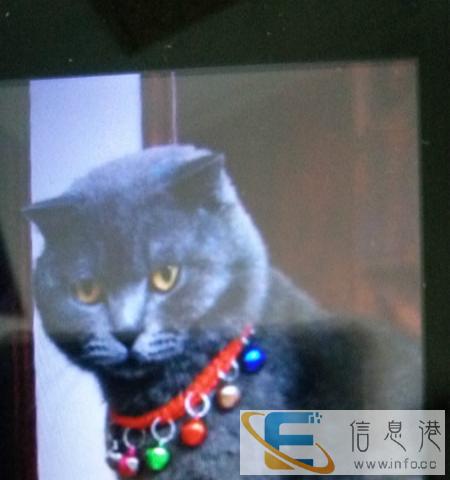 我家宠物猫短毛描