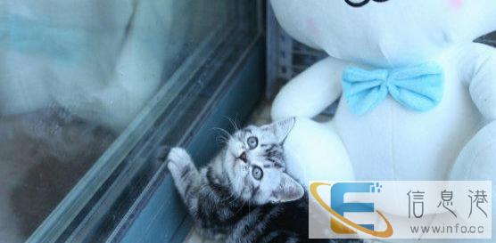 CFA虎斑幼猫找新家,带CFA繁育权绿纸转