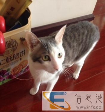中华田园猫,免费赠送