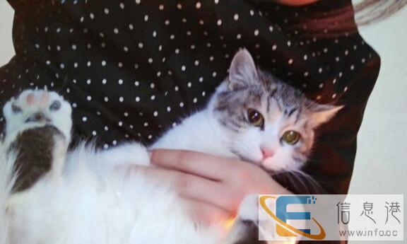 宠物猫美短净梵