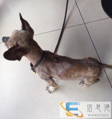 流浪狗小鹿犬求爱主