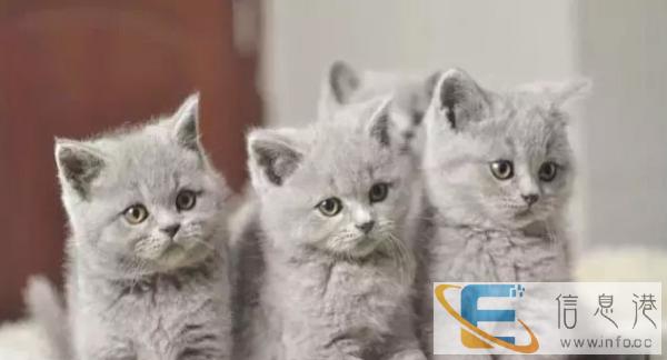 较棒的蓝猫在这 他们都选这家 精品虎斑 有口皆碑