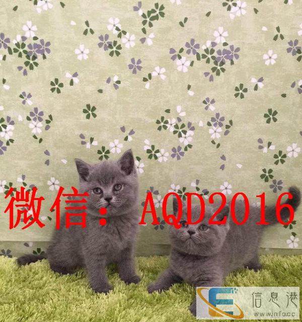 高品质 渐层,折耳蓝白、蓝猫、加菲待售啦