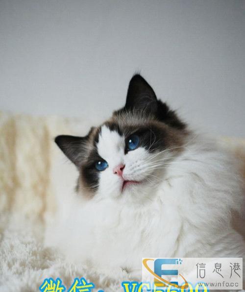 60SCAS品相超好超萌 英短蓝猫/英国短毛猫