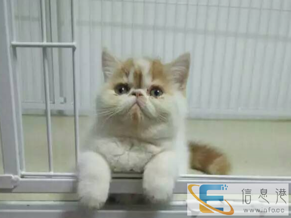 梦宠带个包子脸回家吧 赛级加菲猫宝宝