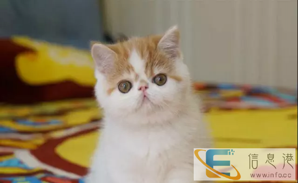 送媳妇送父母送朋友,大脸猫蓝猫加菲包纯种包健康