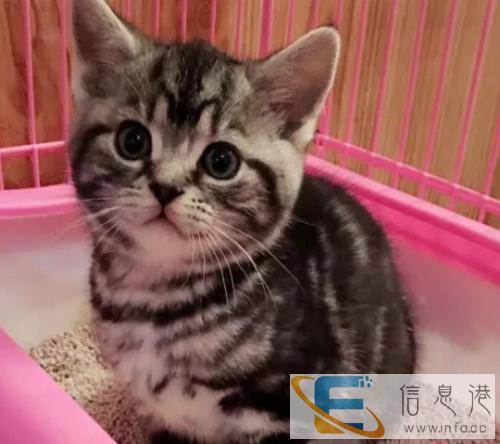 出售英短 蓝白 蓝猫 包子脸 疫苗驱虫已做