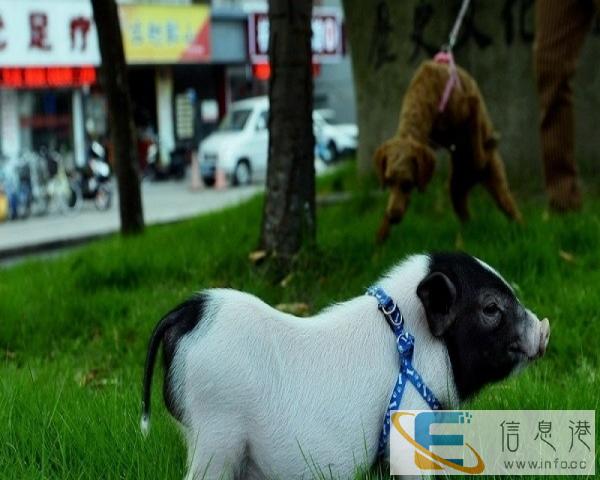 宠物猪价格巴马香猪种猪养殖场