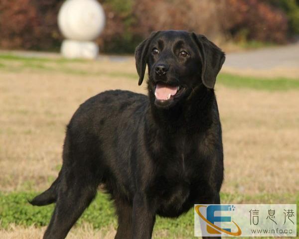 纯种拉布拉多公 有要配种找我