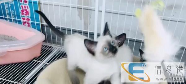 各种异国短毛猫