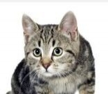 满月小萌猫求领养