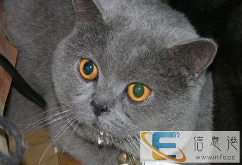 3针疫苗 2次驱虫身体健康的蓝猫咪出售了