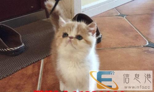 价批发加菲暹罗猫金吉拉,欢迎比价