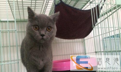 纯种可爱蓝猫,正八蓝白,猫舍养殖,价格可议