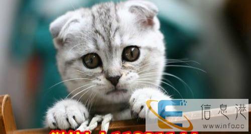 超萌活泼可爱苏格兰折耳猫 火爆出售价格合理性格温和