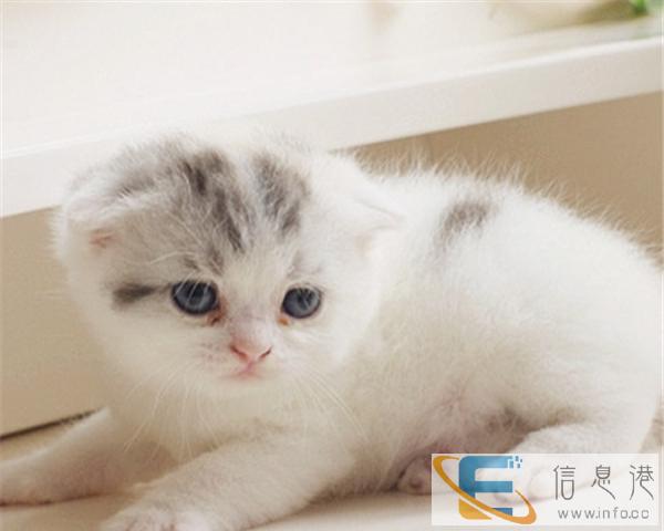 猫舍出售纯种家养 折耳猫 品种多样 纯种健康 可上门
