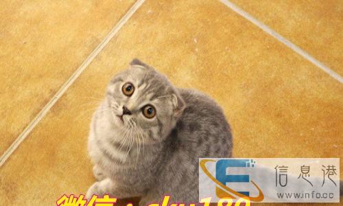 养殖场直销高贵气质折耳猫出售中包纯种保健康包活