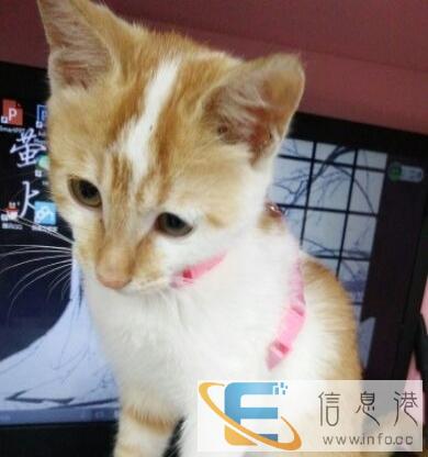 这里有只小猫求领养