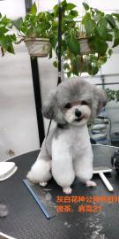 灰白花泰迪对外借配，花泰迪借配，白泰迪借配，灰泰迪借配